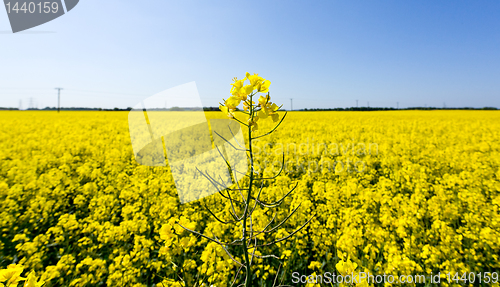 Image of Oilseed rape blossoms