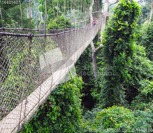 Image of Aerial walkway at Kakum in Ghana