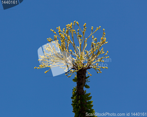 Image of Bright yellow flowers of Ocotillo cactus