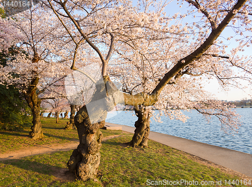 Image of Cherry Blossom Trees by Tidal Basin