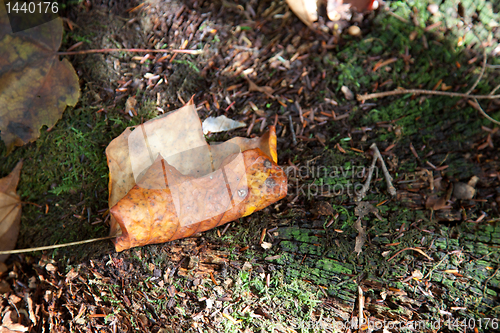 Image of Single leaf on old tree