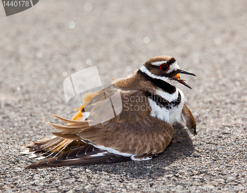 Image of Killdeer bird warding off danger