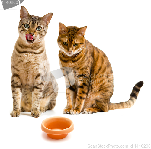 Image of Pair of bengal cats one licking lips