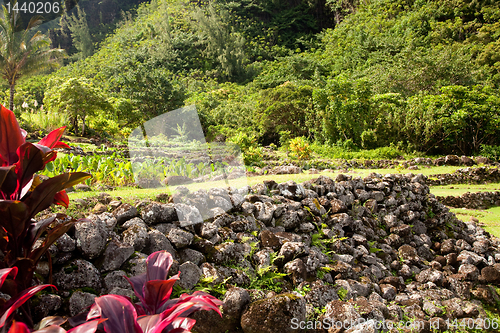 Image of Terraced agriculture on Kauai