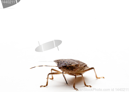 Image of Brown Stink Bug