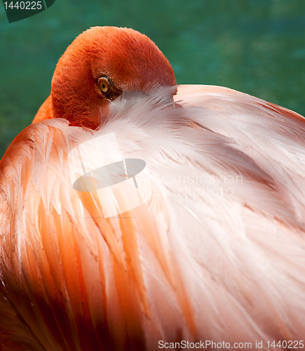 Image of Eye of the Flamingo