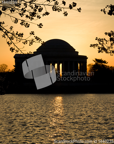 Image of Cherry Blossom and Jefferson Memorial