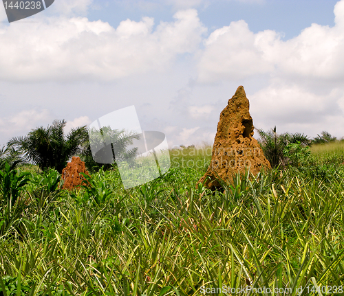 Image of Termite Mound in Ghana West Africa