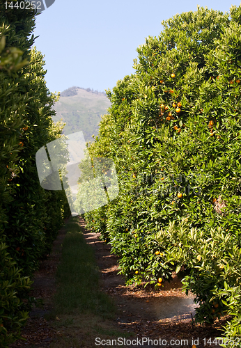 Image of Oranges growing in orchard