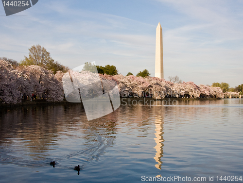 Image of Cherry Blossom and Ducks