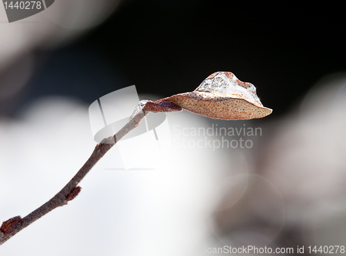 Image of Frozen drop of water in small leaf