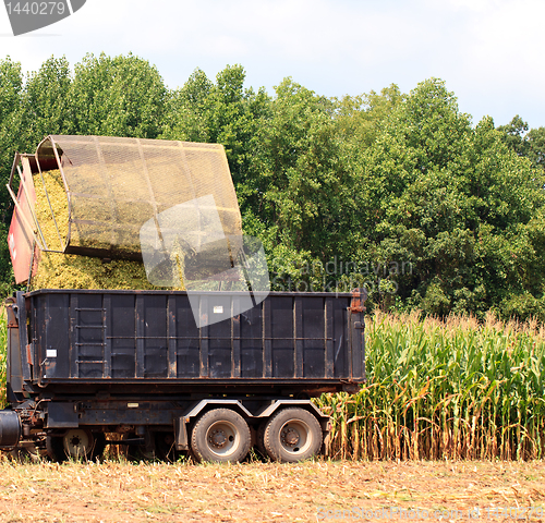 Image of Rows of corn ready for harvest