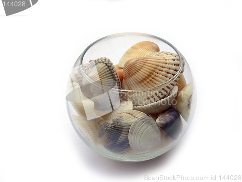 Image of Seashell