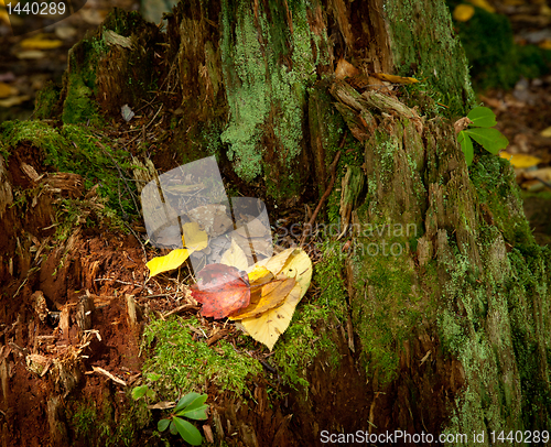 Image of Fallen leaves on old tree