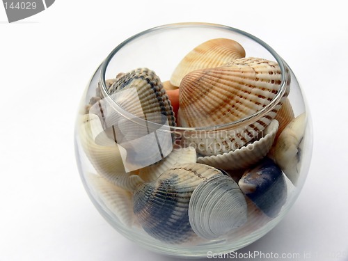 Image of Seashell