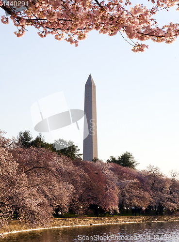 Image of Cherry Blossom and Washington Monument