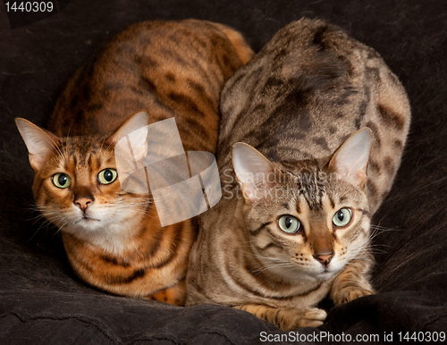 Image of Pair of Bengal Kittens on seat