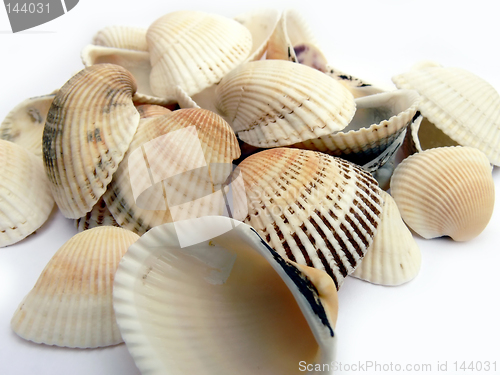 Image of seashell