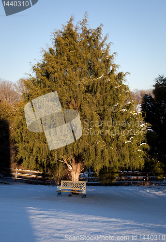 Image of Bench under large conifer tree