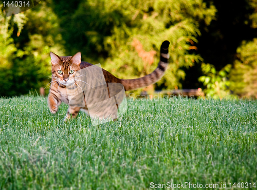 Image of Orange bengal cat facing camera