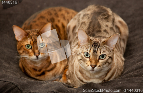 Image of Pair of Bengal Kittens on seat