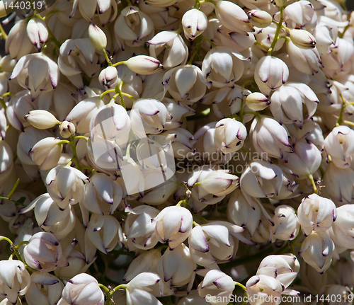 Image of Mojave Yucca blossoms