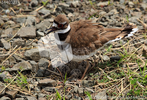 Image of Close-up of Killdeer bird by nest