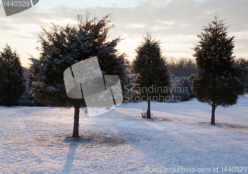 Image of Trio of snow covered evergreens