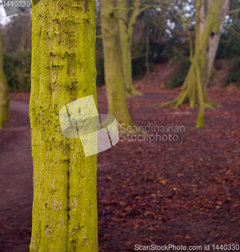 Image of Close up of green mossy bark on tree