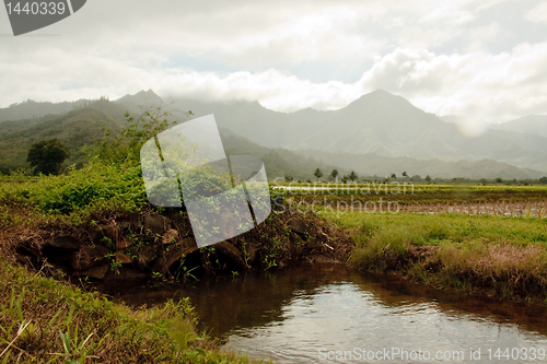 Image of Small bridge over irrigation ditch in Hanalei valley