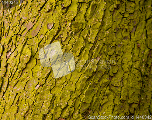 Image of Close up of green mossy bark on tree