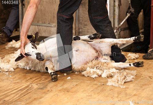 Image of Sheep shearing at fair