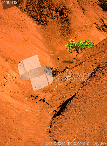 Image of Lone green tree in red sand valley