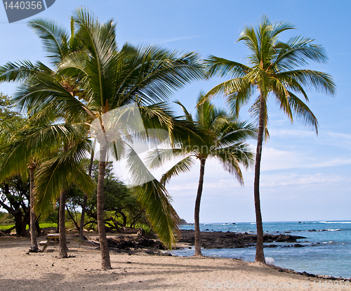 Image of Palm trees on Hawaiian Beach