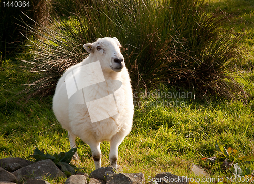 Image of Welsh lamb in verdant meadow