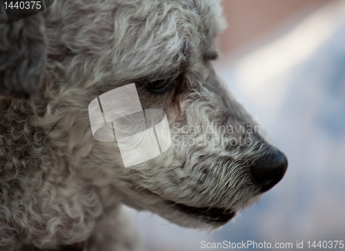 Image of Close up of nose of old dog