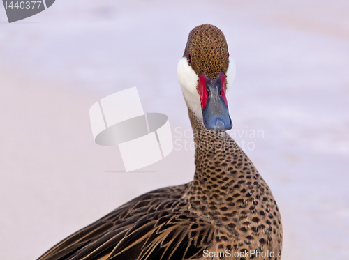 Image of Bahama duck on sandy beach