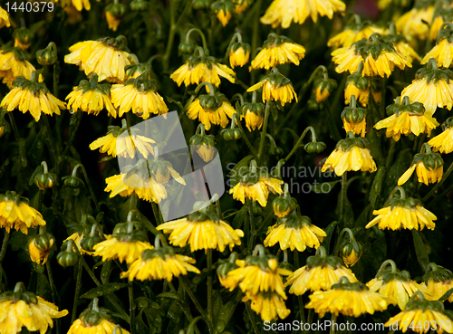 Image of Wilted Chrysanthemum