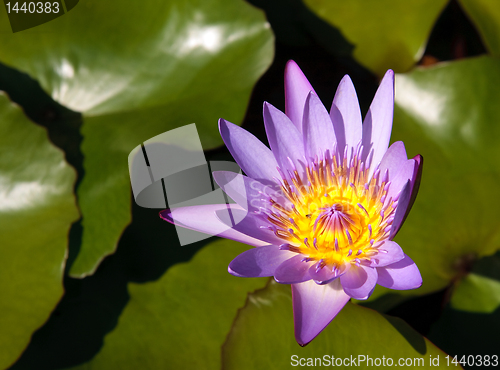 Image of Close up of water lily