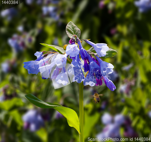 Image of Close up of bluebells in April