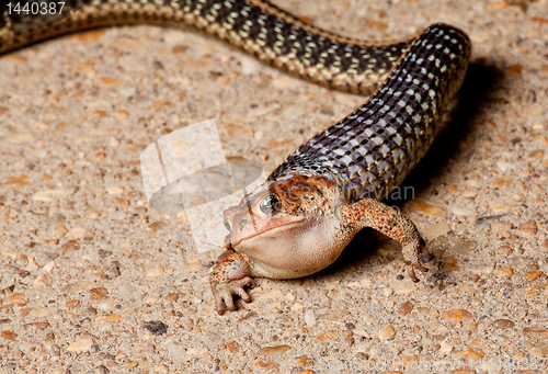 Image of Gartner snake swallowing toad