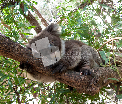 Image of Koala Bear in tree