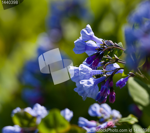 Image of Close up of bluebells in April