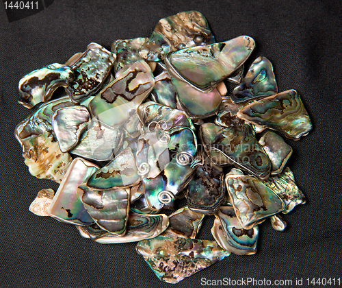 Image of Pile of Paua shells