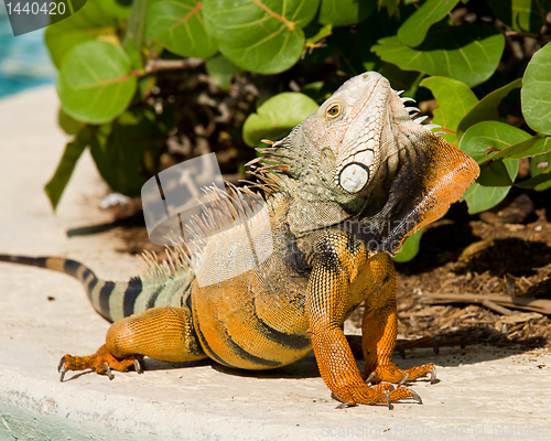 Image of Iguana mating dance