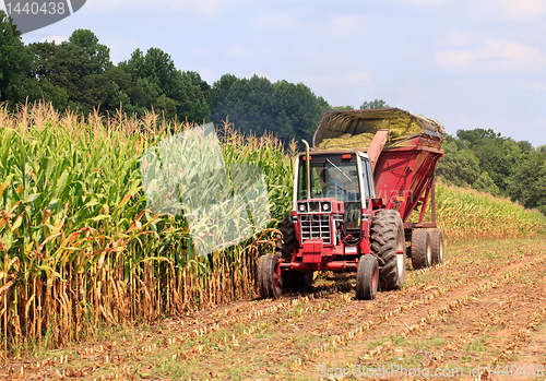 Image of Rows of corn ready for harvest