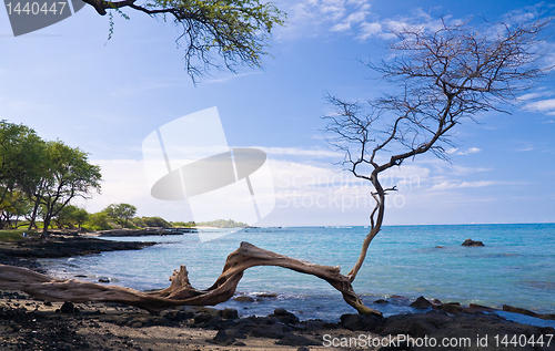 Image of Gnarled tree frames an ocean bay