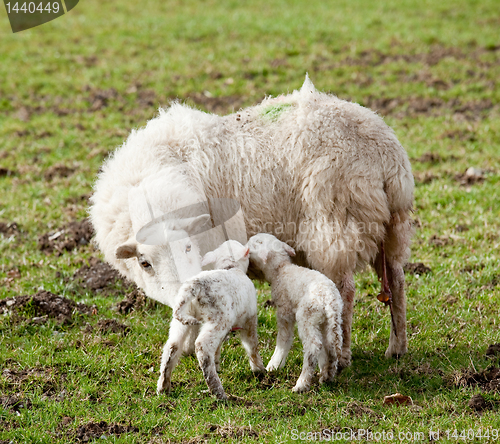 Image of New born lamb twins with mother