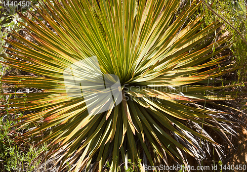 Image of Century plants cactus in Anza-Borrego desert