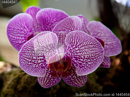 Image of Violet and white orchid